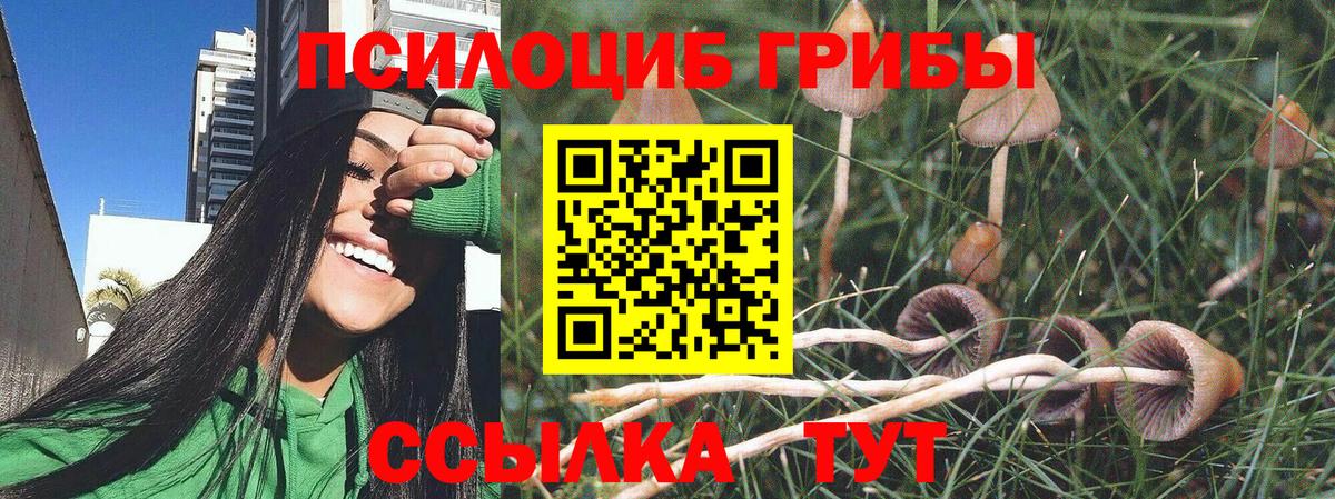 Псилоцибиновые грибы Psilocybe Кандалакша